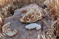 Dried bread on rock