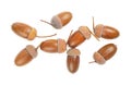 Dried brown acorns isolated on white background, top view. Ripe acorns Royalty Free Stock Photo