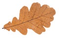 Dried brown autumn leaf of oak tree cut out Royalty Free Stock Photo