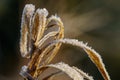 Dried brown blades of grass covered with glittering ice crystals of hoarfrost illuminated by sunlight in the morning