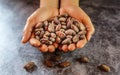 Dried brown cocoa beans in farmer hand Royalty Free Stock Photo