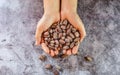 Dried brown cocoa beans in farmer hand Royalty Free Stock Photo