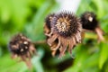 Dried brown cone flower macro Royalty Free Stock Photo