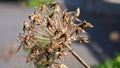 Dying and drying up brown color dandelion Royalty Free Stock Photo