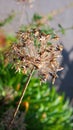 Dying and dry up brown color dandelion Royalty Free Stock Photo