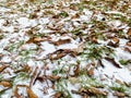 Dried fallen autumn leaves covered with snow on the ground. natural background Royalty Free Stock Photo
