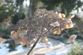 Dried brown head of a hydrangea flower in winter