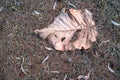 Dried brown leaf fallen onto the ground of dried grass. 2 Royalty Free Stock Photo