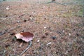 Dried brown leaf fallen onto the ground of dried grass. 3 Royalty Free Stock Photo