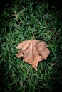Dried leaf on green grass Royalty Free Stock Photo