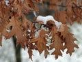 Dried brown leaves on a tree branch covered with snow and water drops Royalty Free Stock Photo