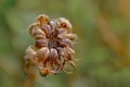 Seedpod of a garden marigold flower - Calendula officinalis Royalty Free Stock Photo