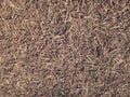 Dried brown soya bean stem chaff farmland ladscape