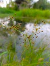 Dried brown weed flowers that spread. with a blurred background of puddles. surrounded by other weeds.