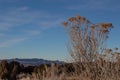 Dried brush on rural New Mexico hillside, distant mountains, winter American Southwest