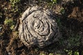 Dried buffalo chip or dung