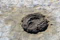 Dried buffalo feces on a dried mud flat