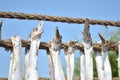 Dried bumla fish - Bombay duck fish Royalty Free Stock Photo