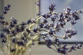 Dried bunches of lavender - medicinal herbs background, macro, blured flowers Royalty Free Stock Photo