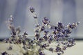 Dried bunches of lavender - medicinal herbs background, macro, flowers Royalty Free Stock Photo