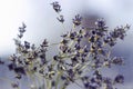 Dried bunches of lavender - medicinal herbs background, macro, flowers Royalty Free Stock Photo