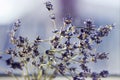 Dried bunches of lavender - medicinal herbs background, macro, flowers Royalty Free Stock Photo