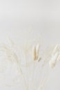 Dried Bunny Tail grass on a light background