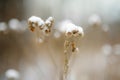 Dried burdock covered fresh first snow. The first snowfall in late autumn Royalty Free Stock Photo