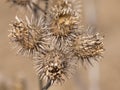 Dried burdock flowers after winter close-up with bokeh background, shallow DOF, selective focus