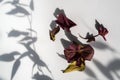 Dried burgundy flowers and abstract shadows on a white background.