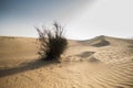 A dried bush in the desert Royalty Free Stock Photo