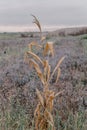 dried Bush in a field. Dawn in autumn field. Hills in morning haze. Grass covered with autumn hoarfrost. Nature in the Royalty Free Stock Photo