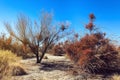 Dried Bushes in Ash Meadows, California Royalty Free Stock Photo