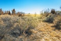 Dried Bushes in Ash Meadows, California