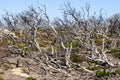 Dried bushes in the Australian desert, arid, dry climate, Australia