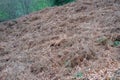 Dried bushes on the ground. Field of old grass and weeds. Drought concept