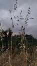 Dried bushes in the middle of the field