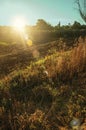 Dried bushes and plowed ground in a farm