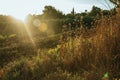 Dried bushes and trees at sunset in a farm