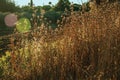 Dried bushes and trees at sunset in a farm