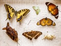 Dried butterflies and insects collection Royalty Free Stock Photo