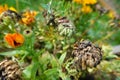 dried calendula flowers with seed to collect. marigold seeds in the garden Royalty Free Stock Photo