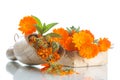 Dried calendula Royalty Free Stock Photo