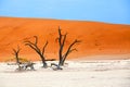 Dried camel acacia tree on orange sand dunes and bright blue sky background, Namibia, Southern Africa