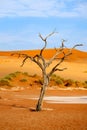 Dried camel acacia tree on orange sand dunes and bright blue sky background, Namibia, Southern Africa