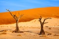 Dried camel acacia tree on orange sand dunes and bright blue sky background, Namibia, Southern Africa