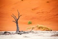 Dried camel acacia tree on orange sand dunes and bright blue sky background, Namibia, Southern Africa