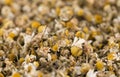 Dried Camomile (background image)