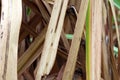 Dried cane leaves brown for background selective focus, sugar cane leaves