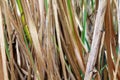 Dried cane leaves brown for background, sugar cane tree selective focus